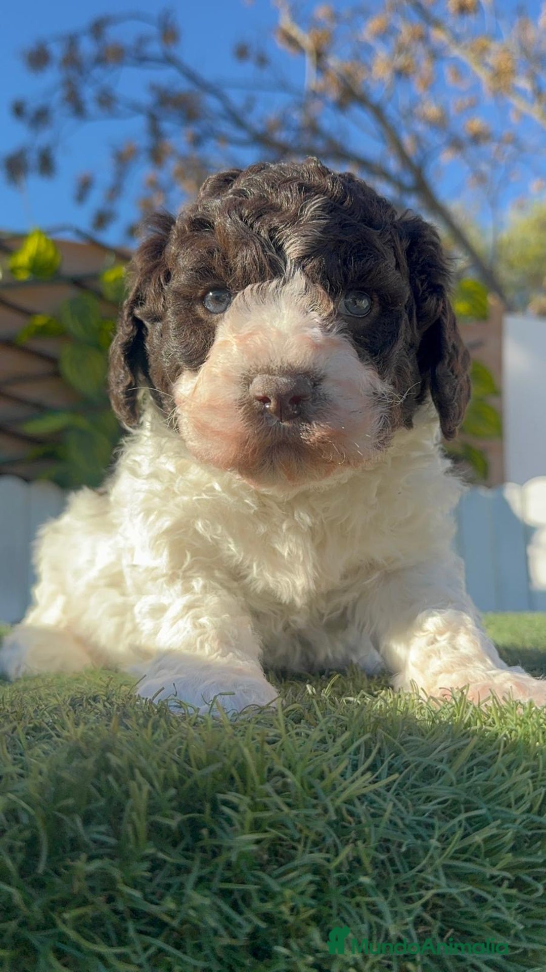 Perro de Agua Español perros en venta: PERRO ESPAÑOL AGUA ESPAÑOL - Anuncio 8