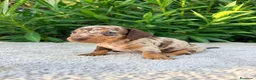 Teckel Miniatura perros en venta: TECKEL MINIATURA ARLEQUÍN CHOCOLATE HEMBRA  - Anuncio 3