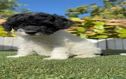Perro de Agua Español perros en venta: PERRO DE AGUA HEMBRA - Imagen 14