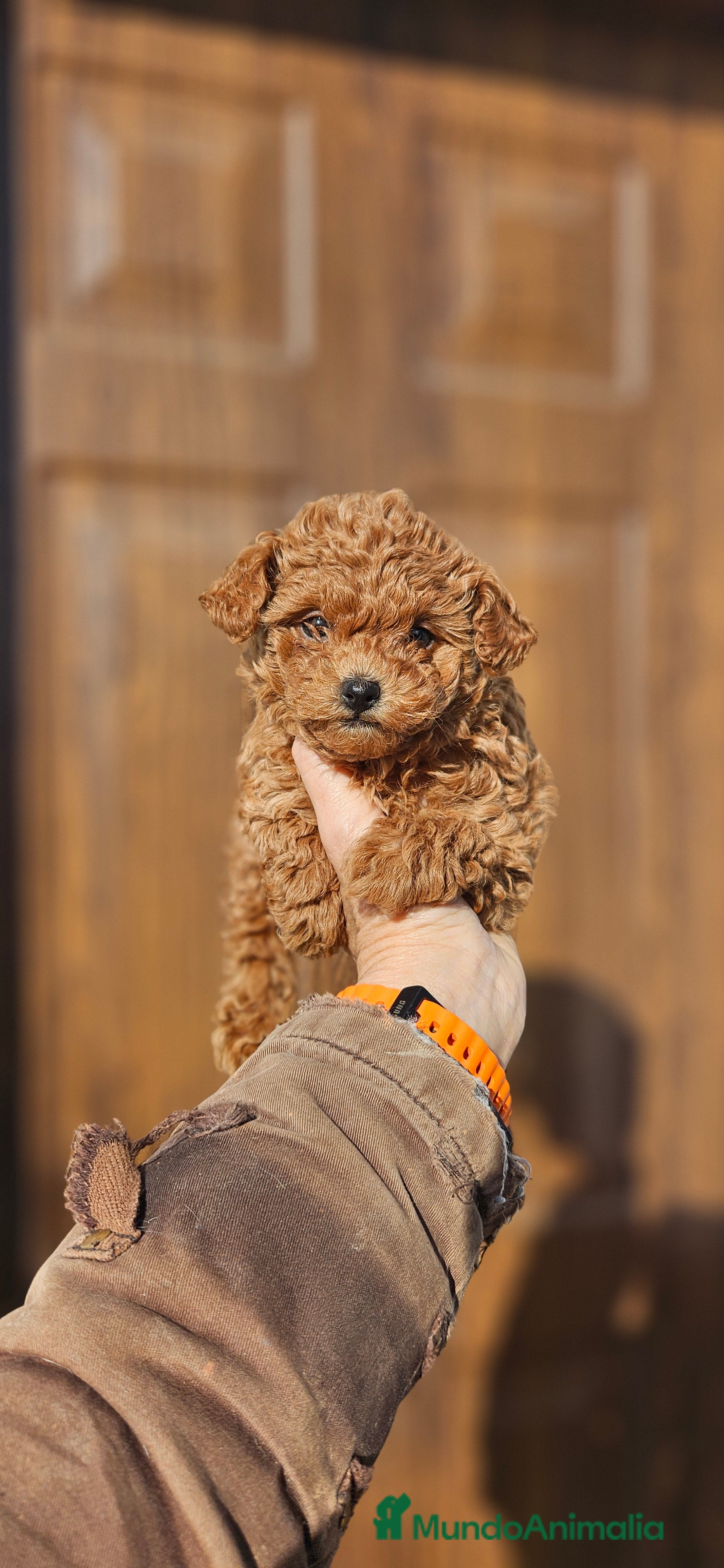 Caniche Toy perros Caniche toy - Anuncio 2