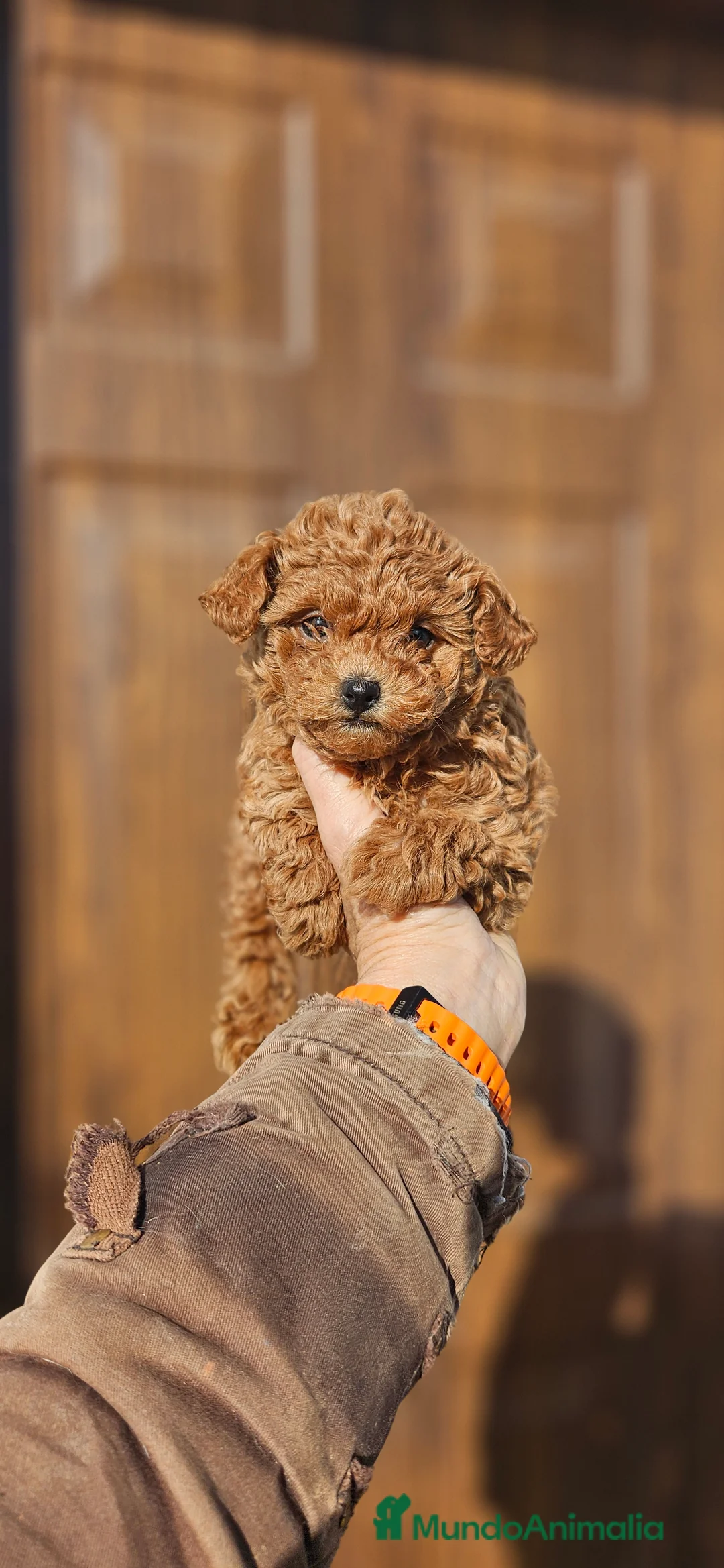 Caniche Toy perros en venta: Caniche toy - Anuncio 2