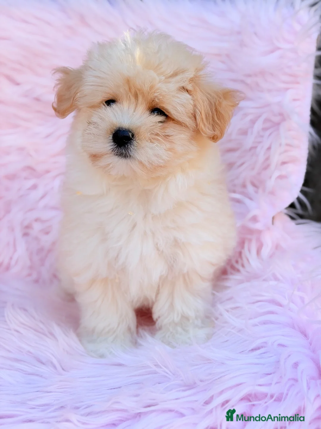 Maltipoo perros en venta: Maltipoo Toy  - Anuncio 1