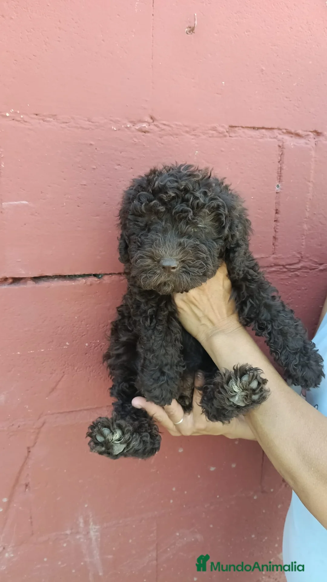 Perro de Agua Español perros en venta: Perro de agua español🐶🐾 en Málaga - Anuncio 2