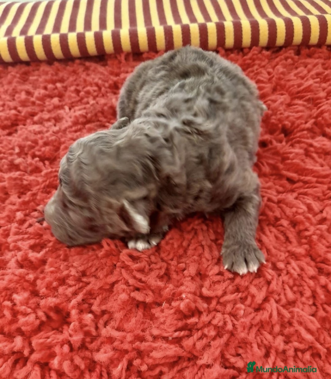 Perro de Agua Español perros en venta: Cachorro perro de aguas - Imagen 1