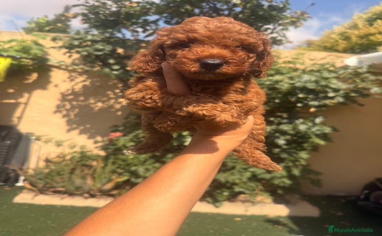 Caniche Toy perros - Propaganda 11