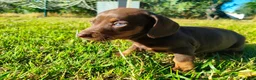 Teckel Miniatura perros en venta: teckle miniatura  - Anuncio 3