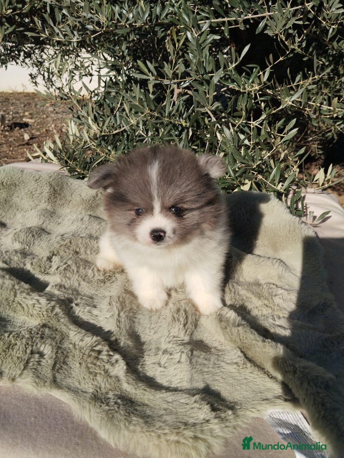 Pomerania perros en venta: Pomeranias Toy - Anuncio 1