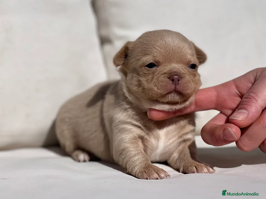 Chihuahua perros en venta: CHIHUAHUA CREMA LÍNEA RUSA CABEZA DE MANZANA - Anuncio 2