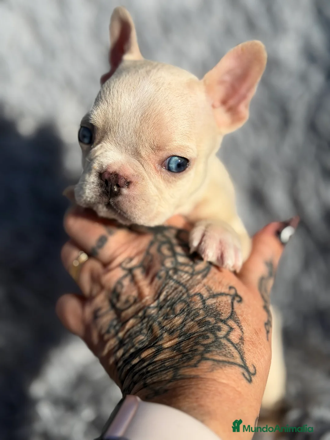 Bulldog Francés perros en venta: Bulldog Platimun  - Anuncio 8