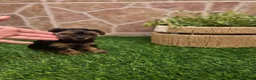 Yorkshire Terrier perros en venta: Yorkshire terrier - Anuncio 2