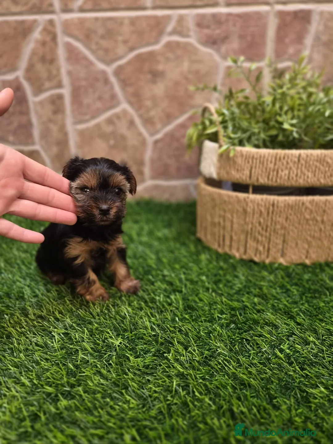 Yorkshire Terrier perros en venta: Yorkshire terrier - Anuncio 2