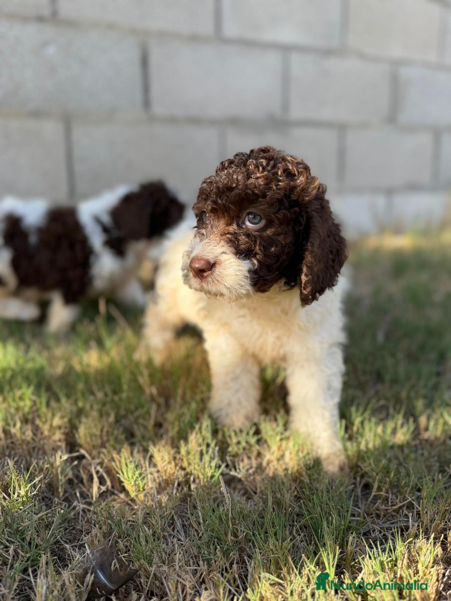 Perro de Agua Español perros Disponible Perros de agua de Calidad  - Anuncio 2