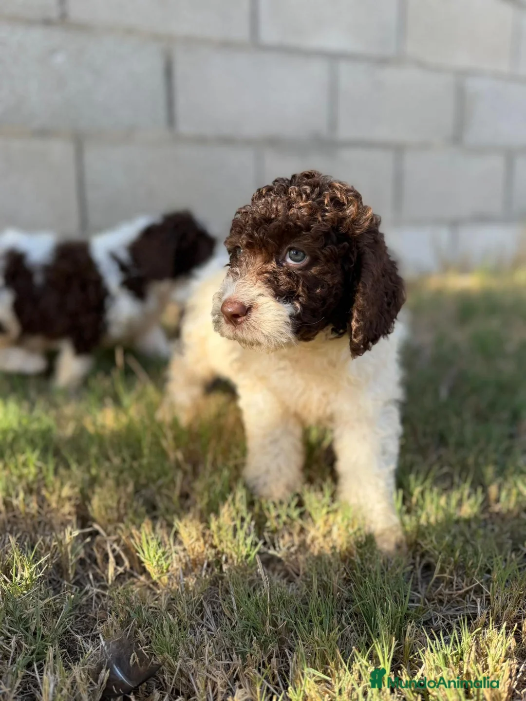 Perro de Agua Español perros en venta: Disponible Perros de agua de Calidad  - Anuncio 2