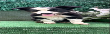 Border Collie 2