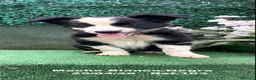 Border Collie perros en venta: Border Collie De Villa Biznaga - Anuncio 2