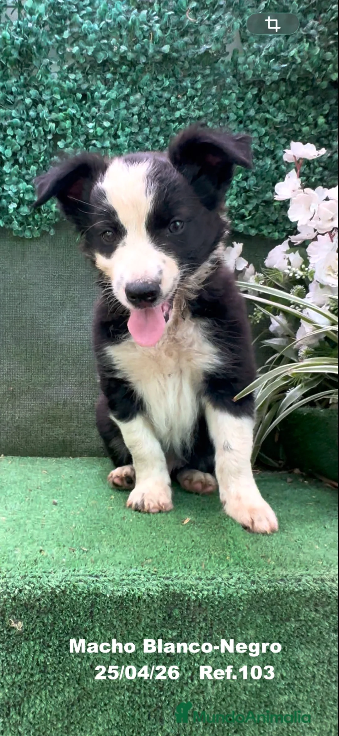 Border Collie perros en venta: Border Collie De Villa Biznaga - Anuncio 2