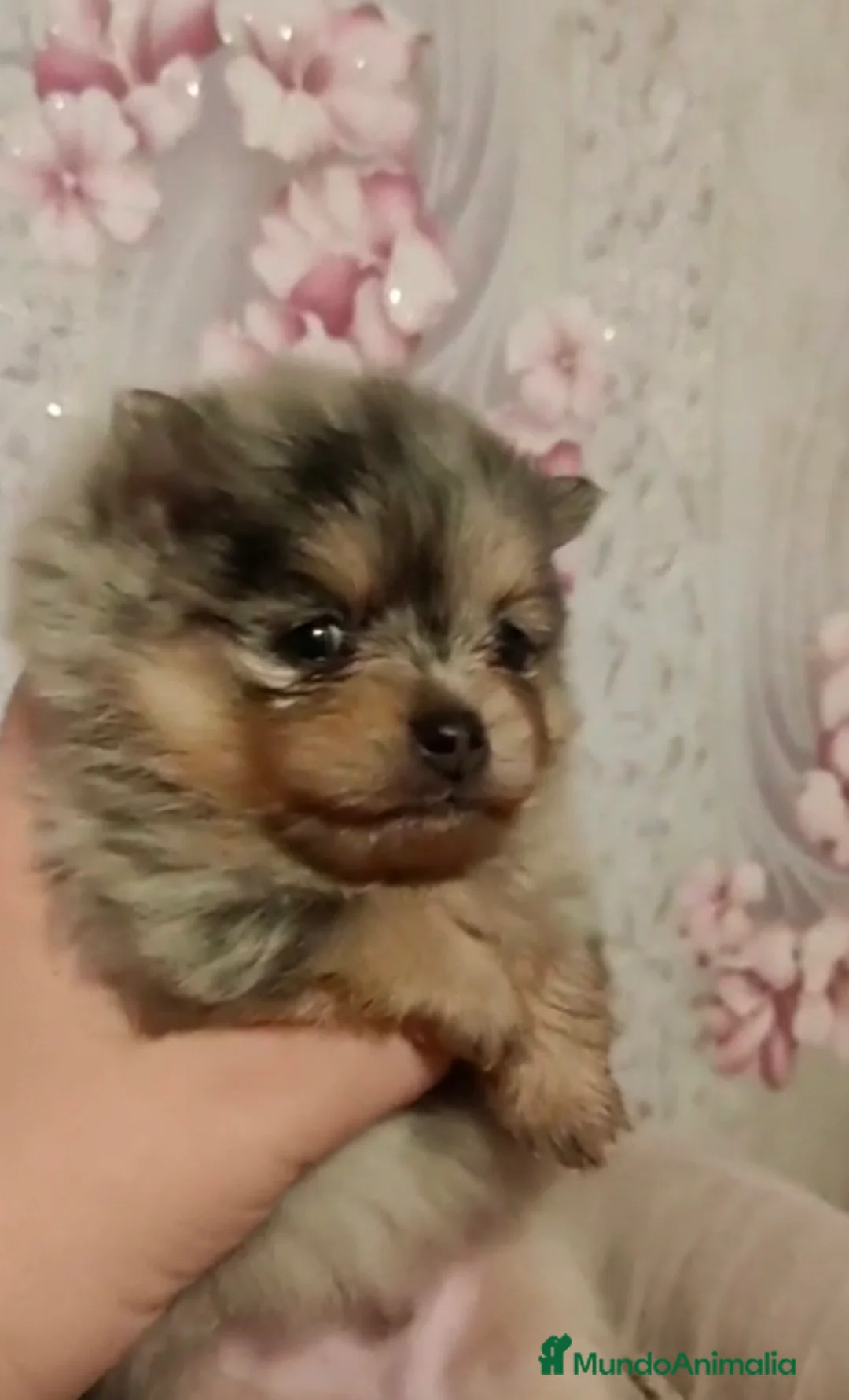 Pomerania perros en venta: Macho exótico línea rusa  - Anuncio 2
