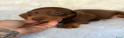 Teckel Miniatura perros en venta: Camada teckel choco y arlequin chocolate 🐾 - Anuncio 5