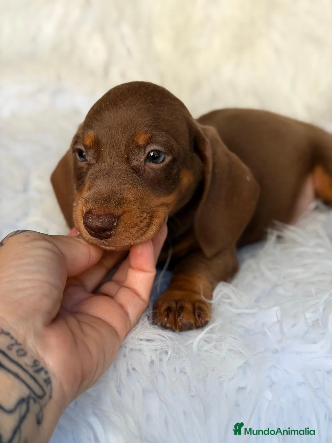 Teckel Miniatura perros en venta: Camada teckel choco y arlequin chocolate 🐾 - Anuncio 5
