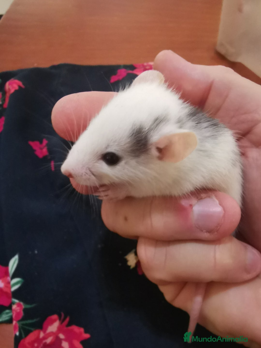 Azul Ruso gatos en venta: Ratas dumbo  - Imagen 2