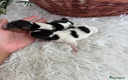 Yorkshire Terrier perros en venta: YORKSHIRE TERRIER BIEWER - Imagen 19