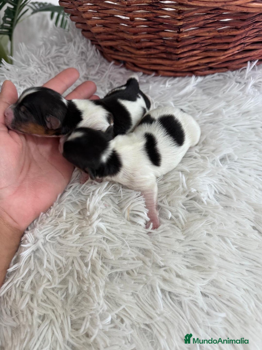 Yorkshire Terrier perros en venta: YORKSHIRE TERRIER BIEWER - Imagen 19