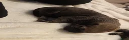 Cane Corso perros en venta: Cane corso  - Anuncio 4