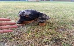 Teckel Miniatura perros en venta: TECKEL CHOCOLATE MINI - Imagen 5