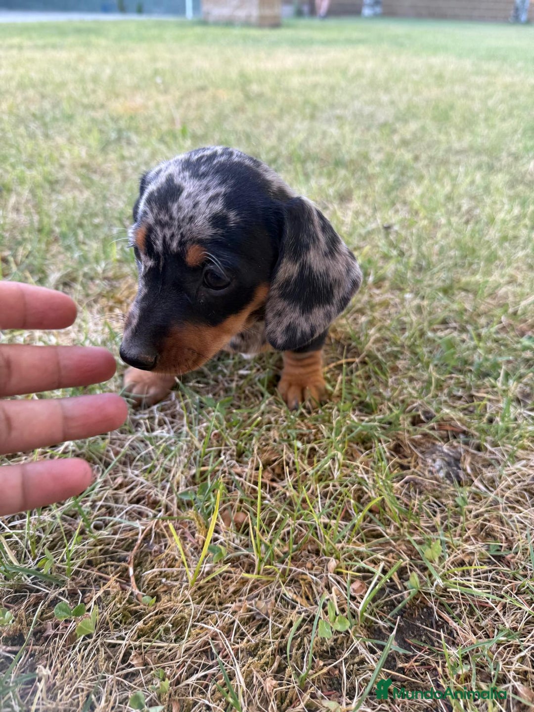 Teckel Miniatura perros en venta: TECKEL CHOCOLATE MINI - Imagen 5