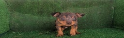 Pinscher Miniatura perros en venta: Se vende camada de mini pinche - Anuncio 1