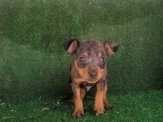 Pinscher Miniatura perros Se vende camada de mini pinche - Anuncio 1