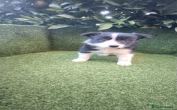 Border Collie perros en venta: border collie blue merle y blancos y negros  - Anuncio 15