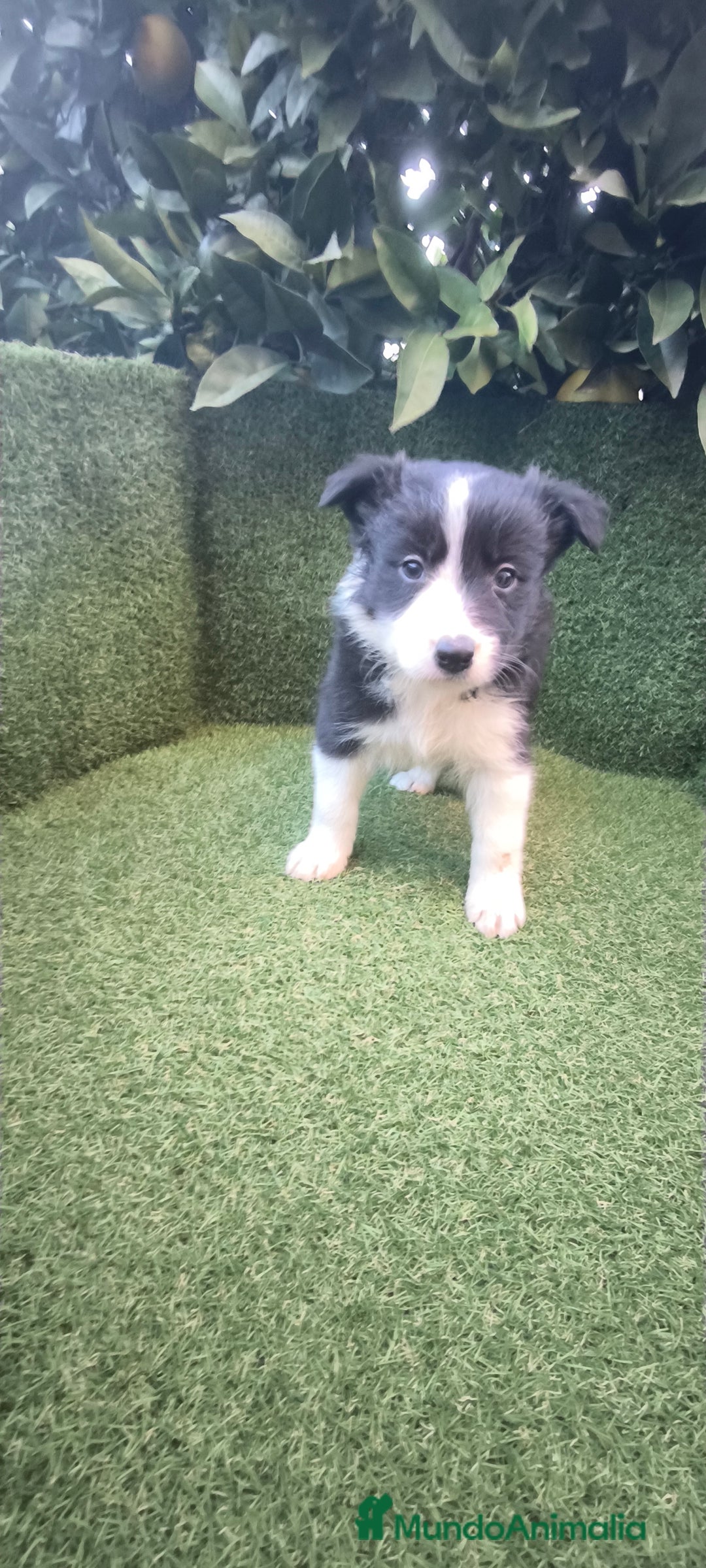 Border Collie perros en venta: border collie blue merle y blancos y negros  - Anuncio 15
