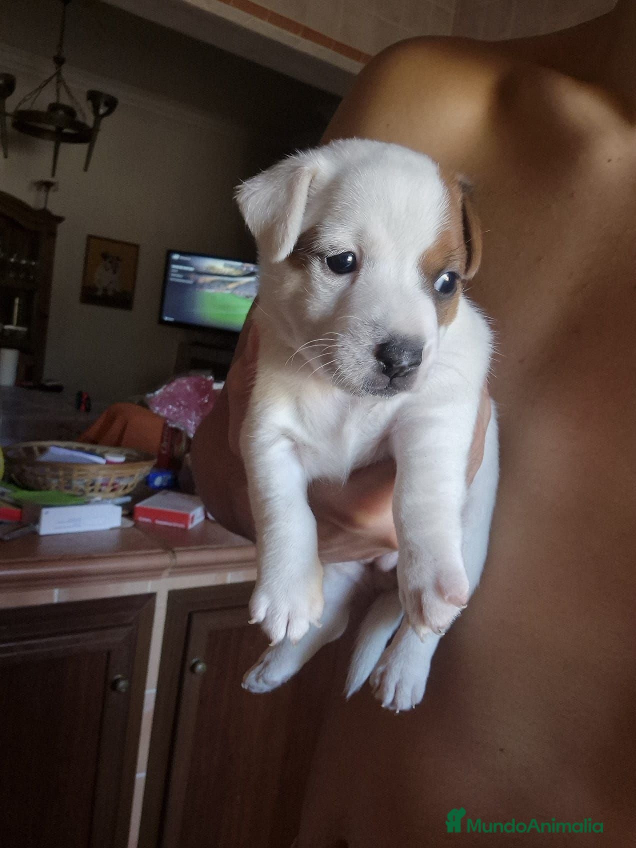 Jack Russell Terrier perros Jack Russell macho  - Anuncio 2
