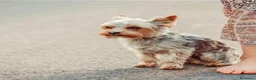 Yorkshire Terrier perros en venta: Yorkshire terrier toy - Anuncio 2