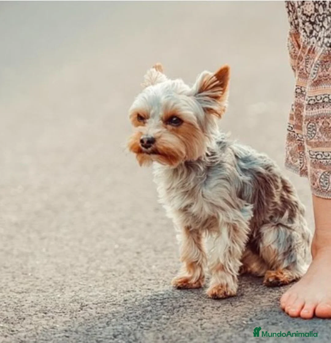 Yorkshire Terrier perros en venta: Yorkshire terrier toy - Anuncio 2