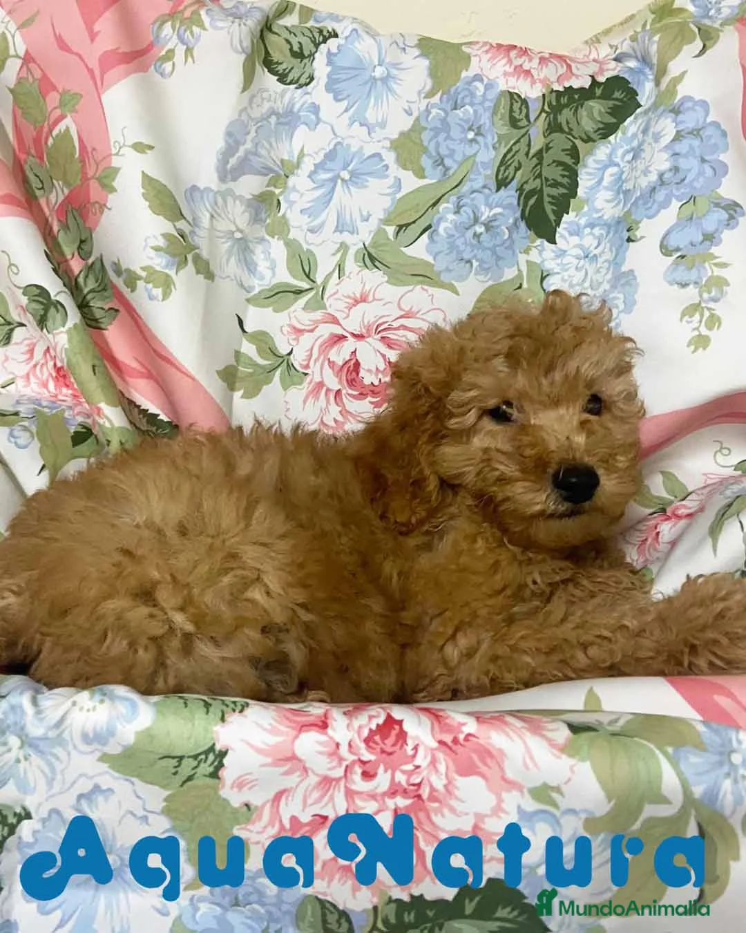 Caniche Mediano perros en venta: Caniche Macho de Camila y Can 5881 AQUANATURA en Barcelona - Anuncio 7