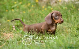 Teckel perros en venta: Teckel 🌭 Pequeños de patas, grandes de alma - Imagen 3
