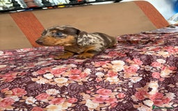 Teckel perros en venta: Teckels miniatura y kaninchen  - Anuncio 1