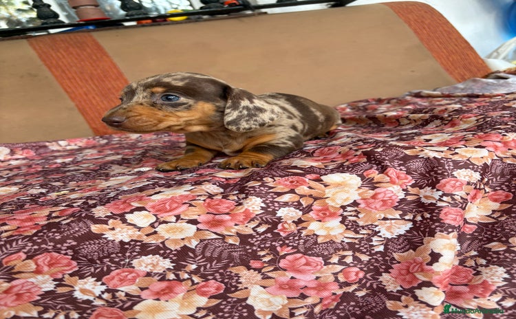 Teckel perros Teckels miniatura y kaninchen  - Anuncio 1