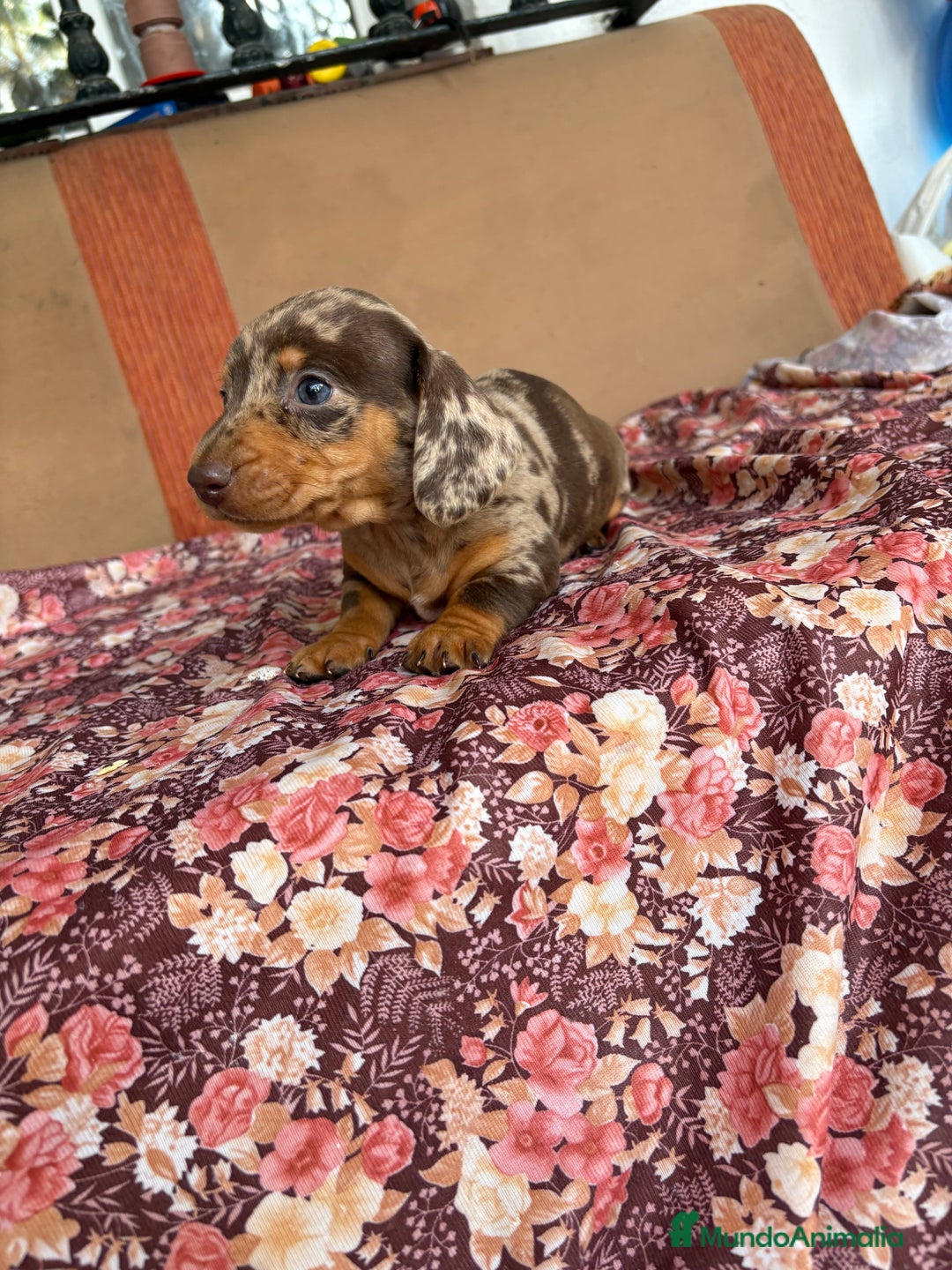 Teckel perros en venta: Teckels miniatura y kaninchen  - Anuncio 1