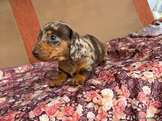 Teckel perros Teckels miniatura y kaninchen - Anuncio 1