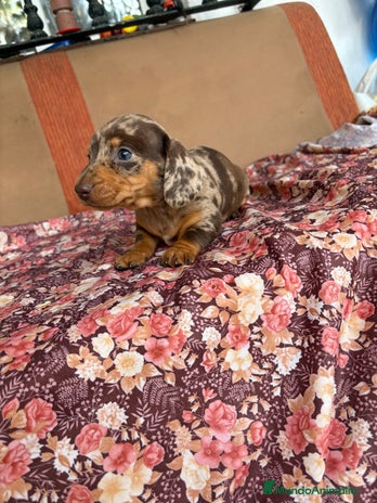 Teckel perros Teckels miniatura y kaninchen - Anuncio 5