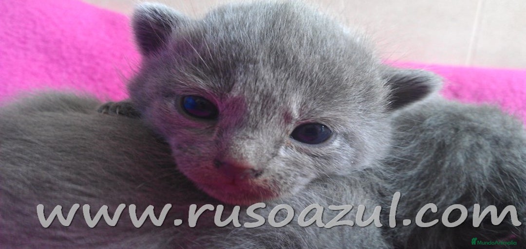 Imagen de galería {{count}}