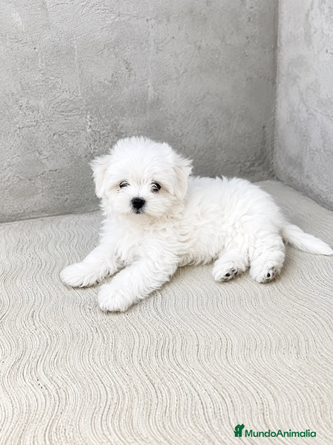 Bichón Maltés perros en venta: CACHORRO DE BICHON MALTES - Anuncio 1