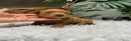 Caniche Enano perros en venta: CANICHE ENANO - Anuncio 2
