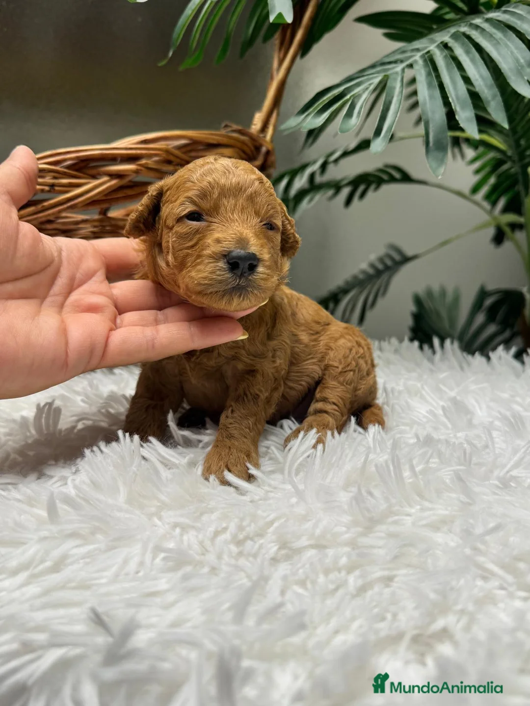Caniche Enano perros en venta: CANICHE ENANO - Anuncio 2