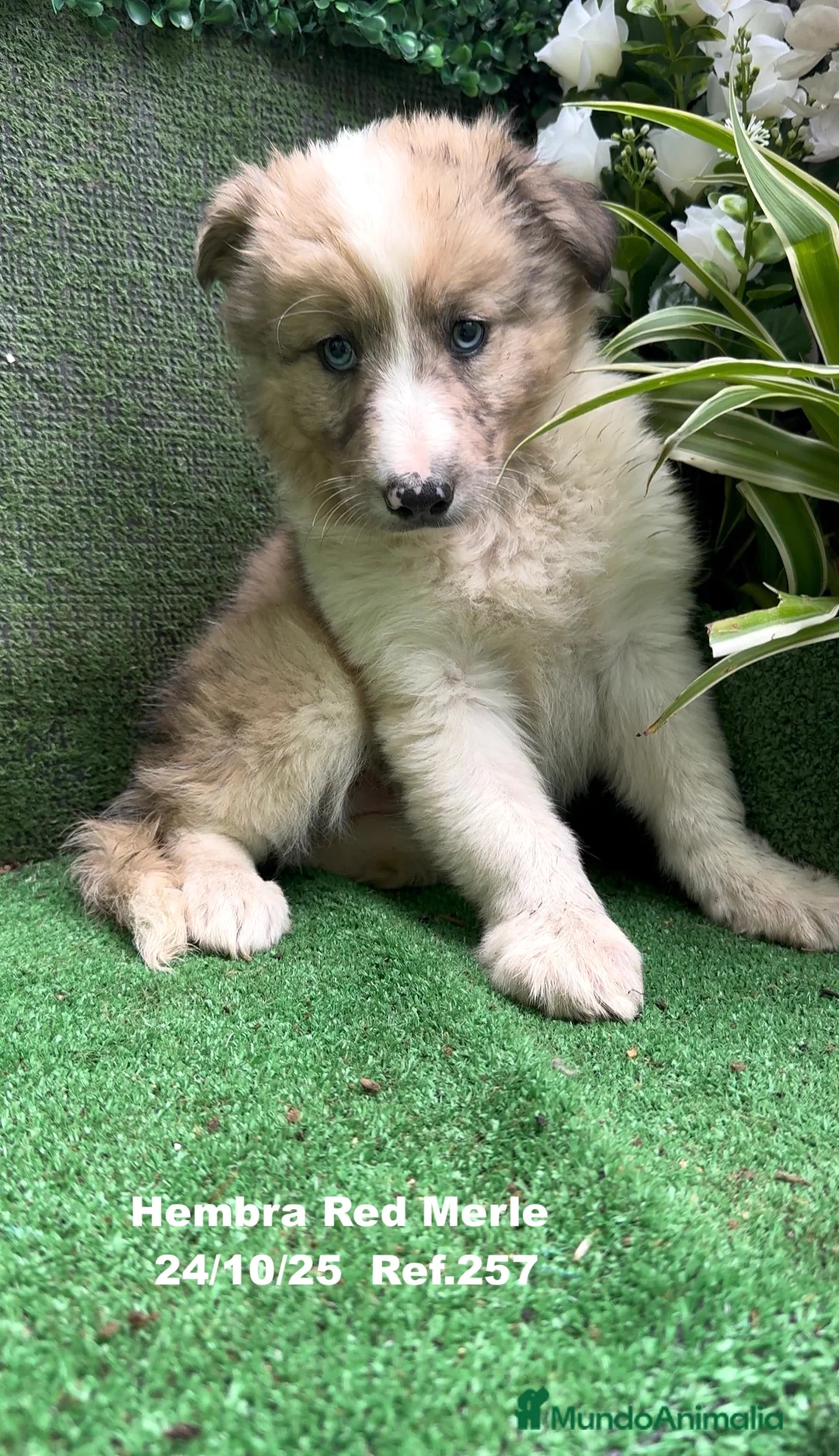 Border Collie perros en venta: BORDER COLLIE red merle - Anuncio 18