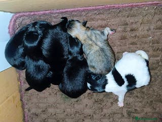 Pomerania perros POMERANIAS MACHOS Y HEMBRAS - Anuncio 2