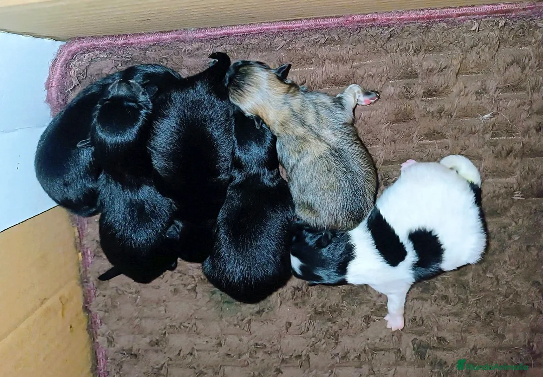 Pomerania perros en venta: POMERANIAS MACHOS Y HEMBRAS  - Anuncio 3